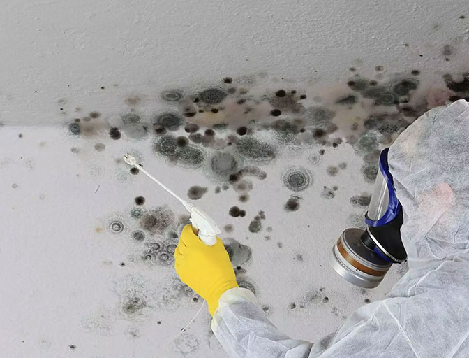Schimmelsanierung Firma Schimmelsanierung Firma